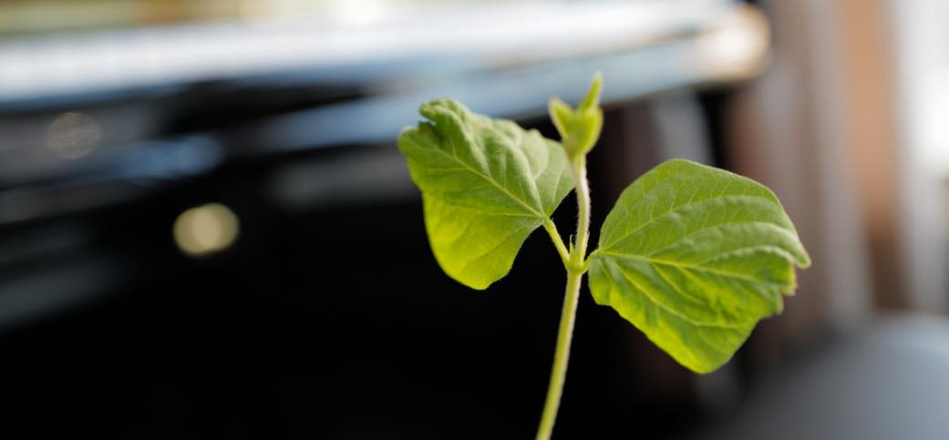 Seed Germination